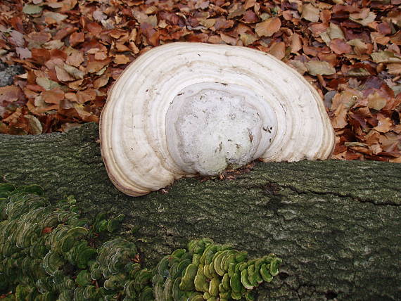 práchnovec kopytovitý Fomes fomentarius (L.) J.J. Kickx