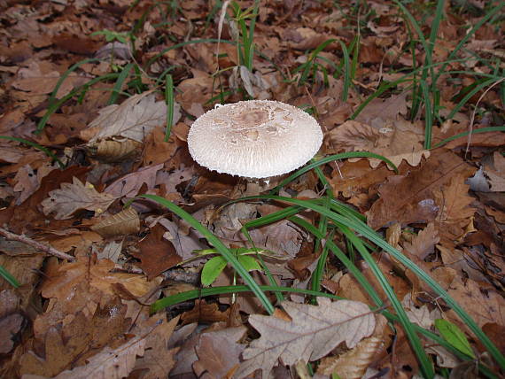 bedla Macrolepiota sp.