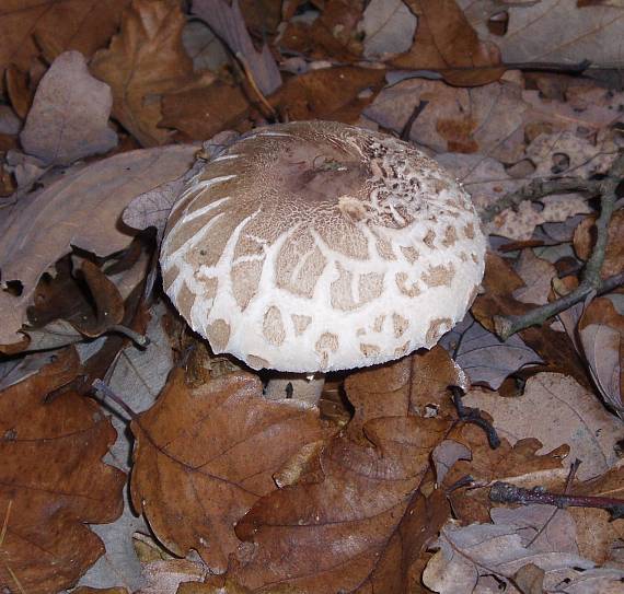 bedla Macrolepiota sp.