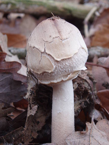 bedla Macrolepiota sp.