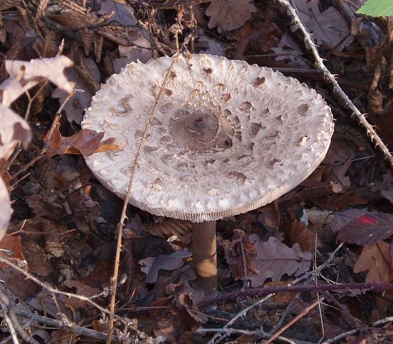 bedľa vysoká Macrolepiota procera (Scop.) Singer