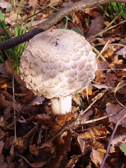 bedľa vysoká Macrolepiota procera (Scop.) Singer