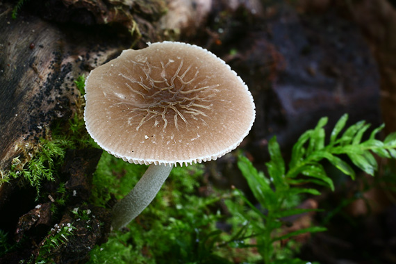 štítovka sivá Pluteus thomsonii (Berk. & Broome) Dennis