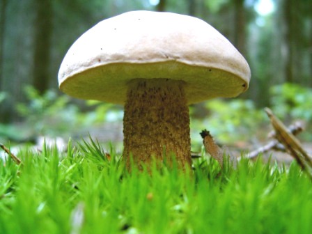 podhríb žlčový / Hřib žlučník Tylopilus felleus (Bull.) P. Karst.