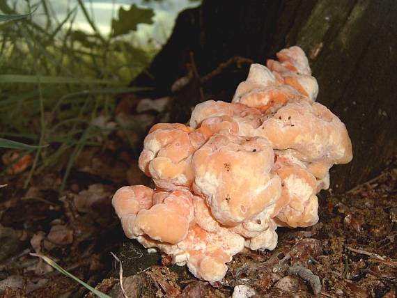 sírovec obyčajný / žlutooranžový Laetiporus sulphureus (Bull.) Murrill