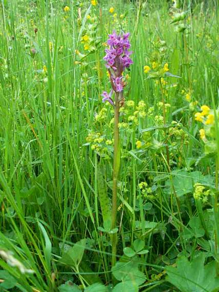 vstavačovec májový pravý Dactylorhiza majalis subsp. majalis (Reincherb.) Hunt & Summerh.