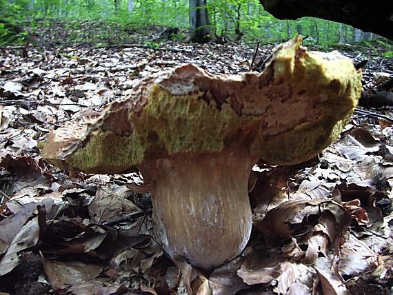 hríb Boletus sp.