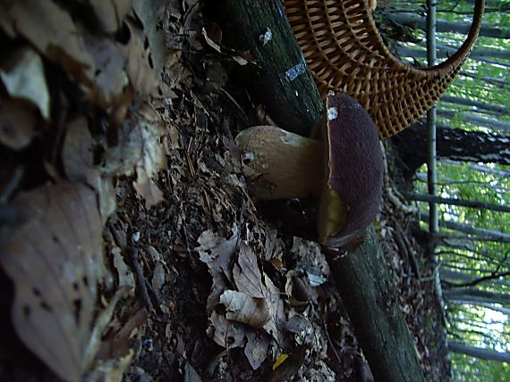 hrib Boletus sp.