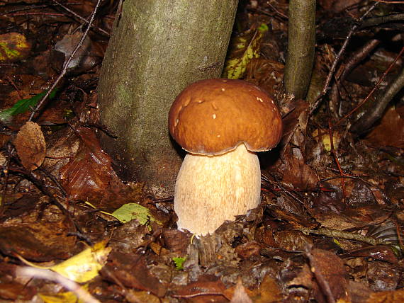 hríb dubový Boletus sp.