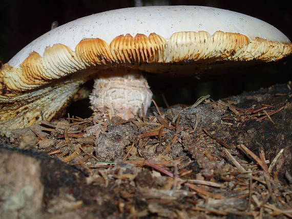 húževnatec šupinatý Neolentinus lepideus (Fr.) Redhead & Ginns