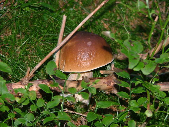 hríb smrekový Boletus edulis Bull.