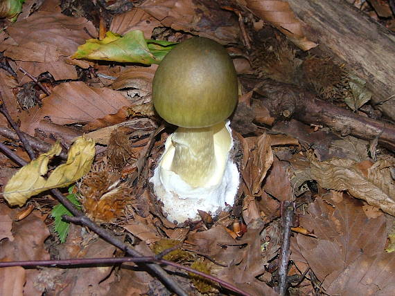 muchotravka zelená Amanita phaloides