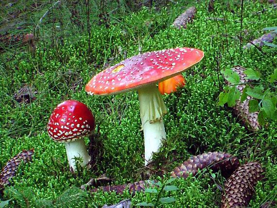 muchotrávky Amanita muscaria (L.) Lam.