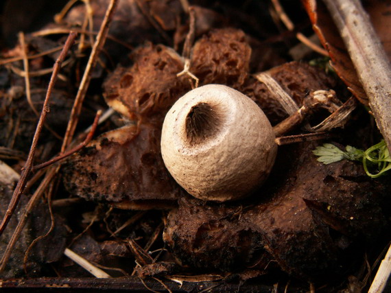 hviezdovka Geastrum sp.