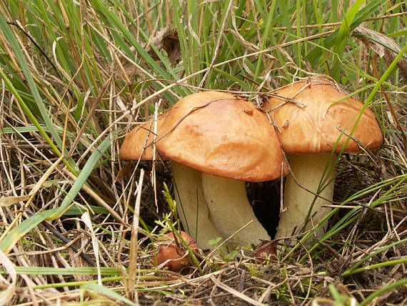 masliak zrnitý Suillus granulatus (L.) Roussel