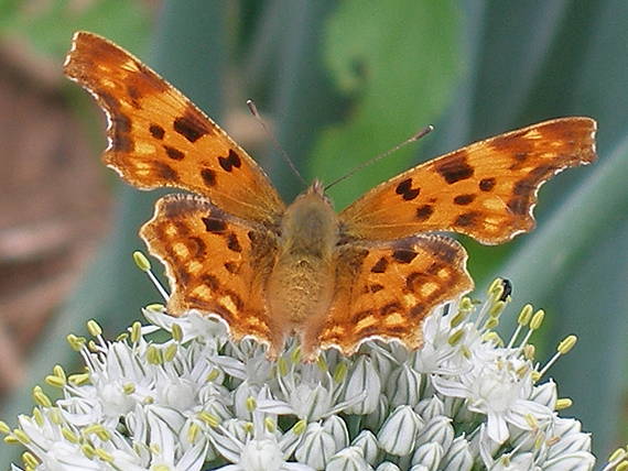 babôčka zubatokrídla Polygonia c - album