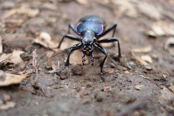 bystruška fialová Carabus violaceus