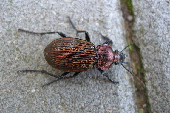 bystruška zlatomedená  Carabus ullrichii