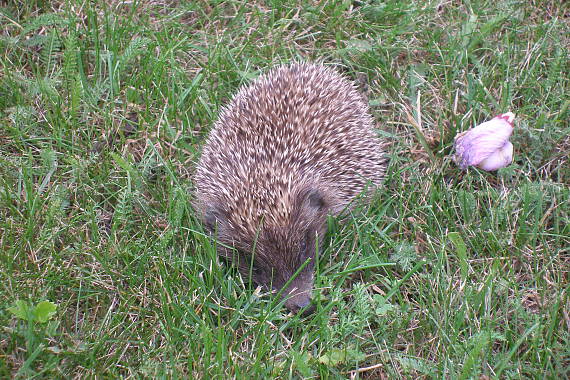 jež bledý Erinaceus concolor