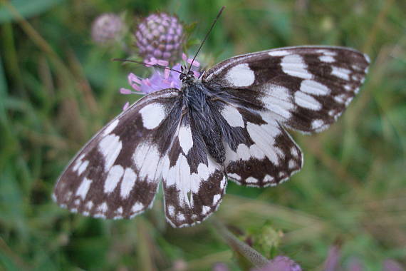 očkáň timotejkový Melanargia galathea