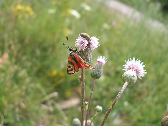 vretienka vičencová Zygaena carniolica