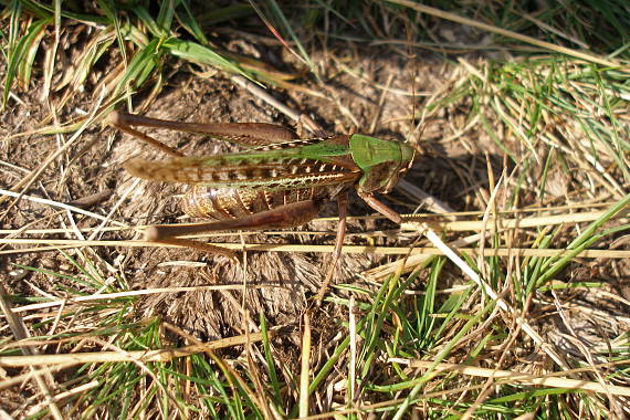 kobylka hryzavá Decticus verrucivorus