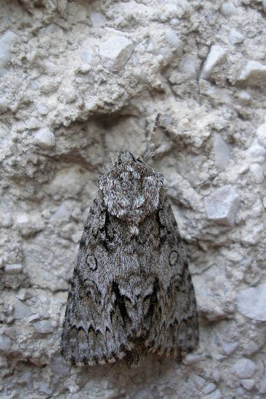 mramorovka rakytová Acronicta auricoma