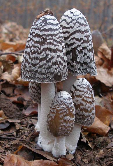 hnojník strakatý Coprinopsis picacea (Bull.) Redhead, Vilgalys & Moncalvo