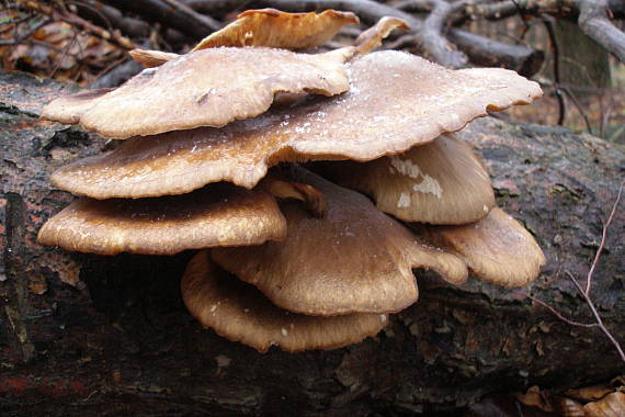 hliva Pleurotus sp.