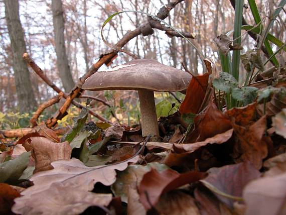 štítovka jelenia Pluteus cervinus (Schaeff.) P. Kumm.