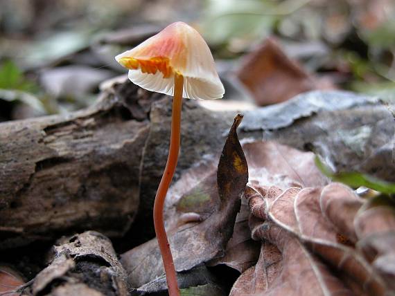 prilbička šafranová Mycena crocata (Schrad.) P. Kumm.