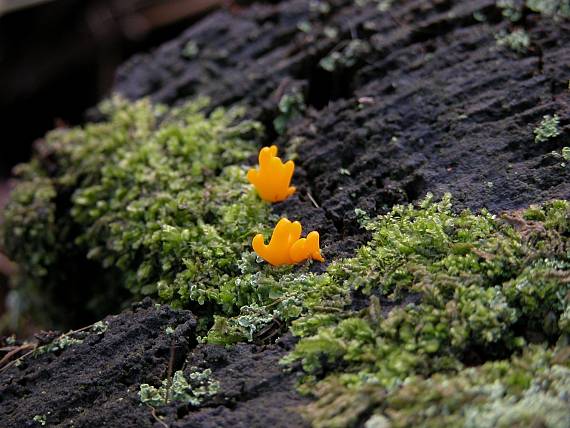 parôžkovec Calocera sp.