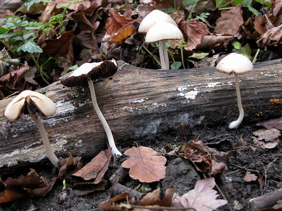 drobuľka Psathyrella sp.