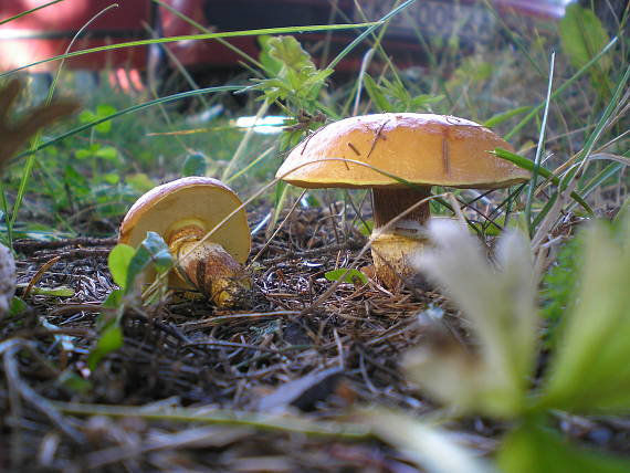 masliak smrekovcový Suillus grevillei (Klotzsch) Singer