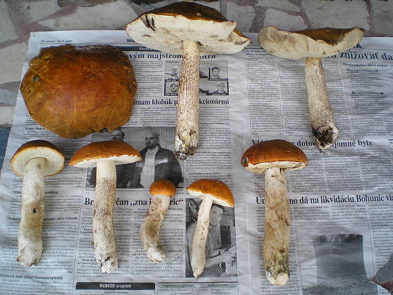 kozák osikový Leccinum sp.