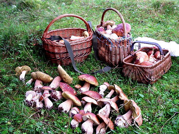 hríb smrekový Boletus edulis