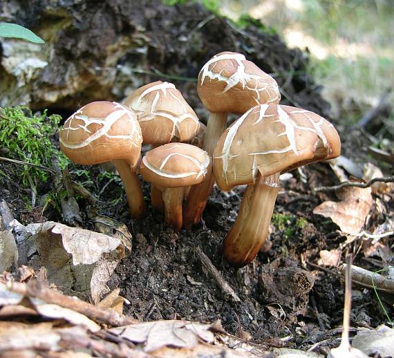 peniazovka vretenovitohlúbiková Gymnopus fusipes (Bull.) Gray