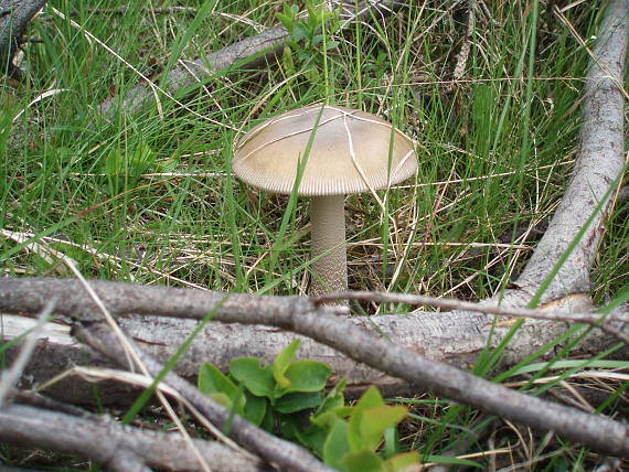 muchotrávka Amanita sp.