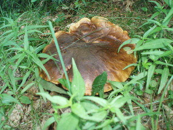 hríb siný - modrák? Boletus luridus?