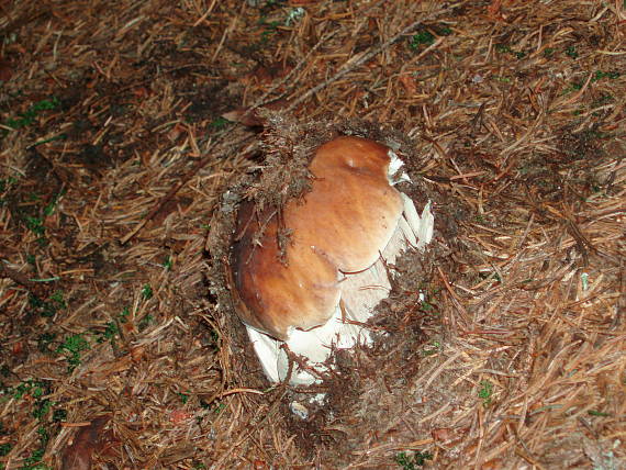 hríb smrekový Boletus edulis Bull.