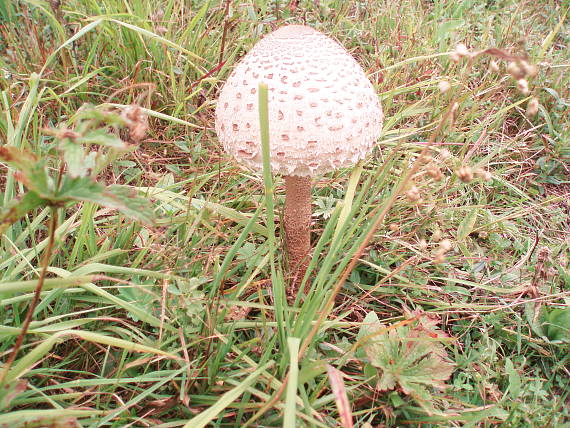 bedľa vysoká Macrolepiota procera (Scop.) Singer