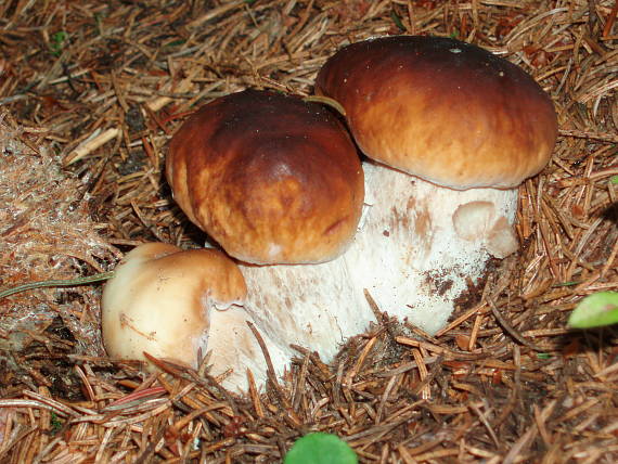 hríb smrekový Boletus edulis Bull.