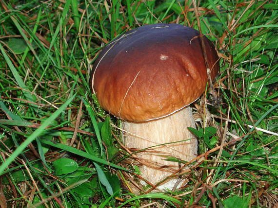 hríb smrekový Boletus edulis Bull.