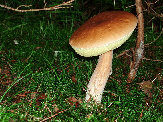 hríb smrekový Boletus edulis Bull.