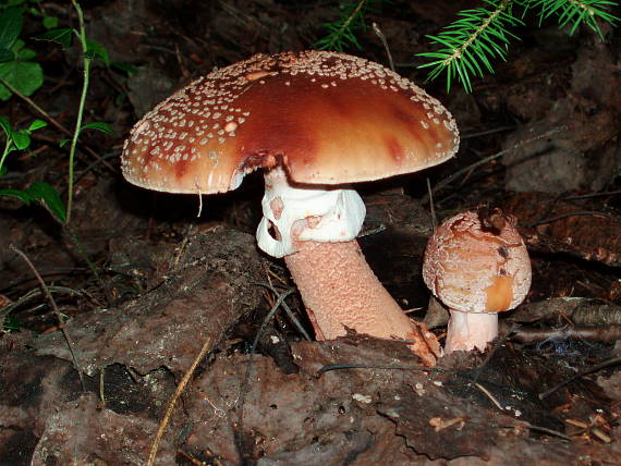 muchotrávka červenkastá Amanita rubescens Pers.