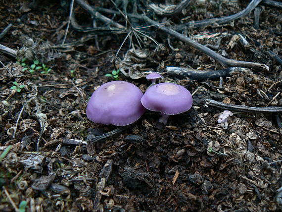 prilbička reďkovková Mycena pura (Pers.) P. Kumm.