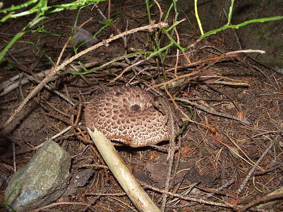 jelenkovec škridlicovitý Sarcodon imbricatus (L.) P. Karst.