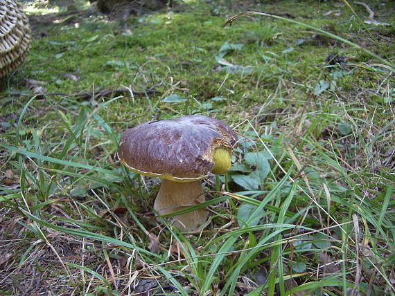 hríb smrekový Boletus edulis Bull.