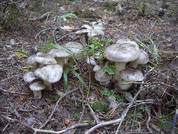 čírovka Tricholoma sp.