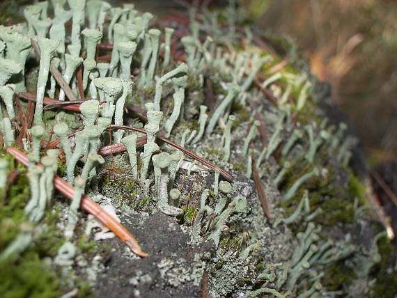 dutohlavka Cladonia fimbriata